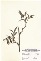 藏品(細葉菝契)的圖片